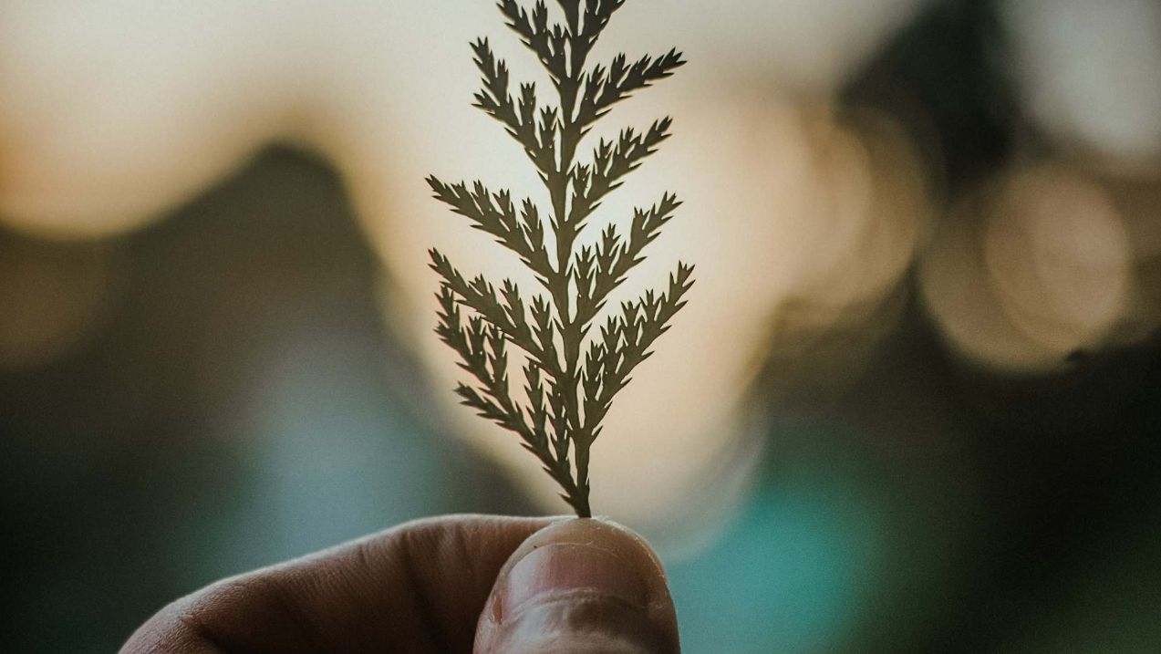 natuurlijk middel tegen eczeem