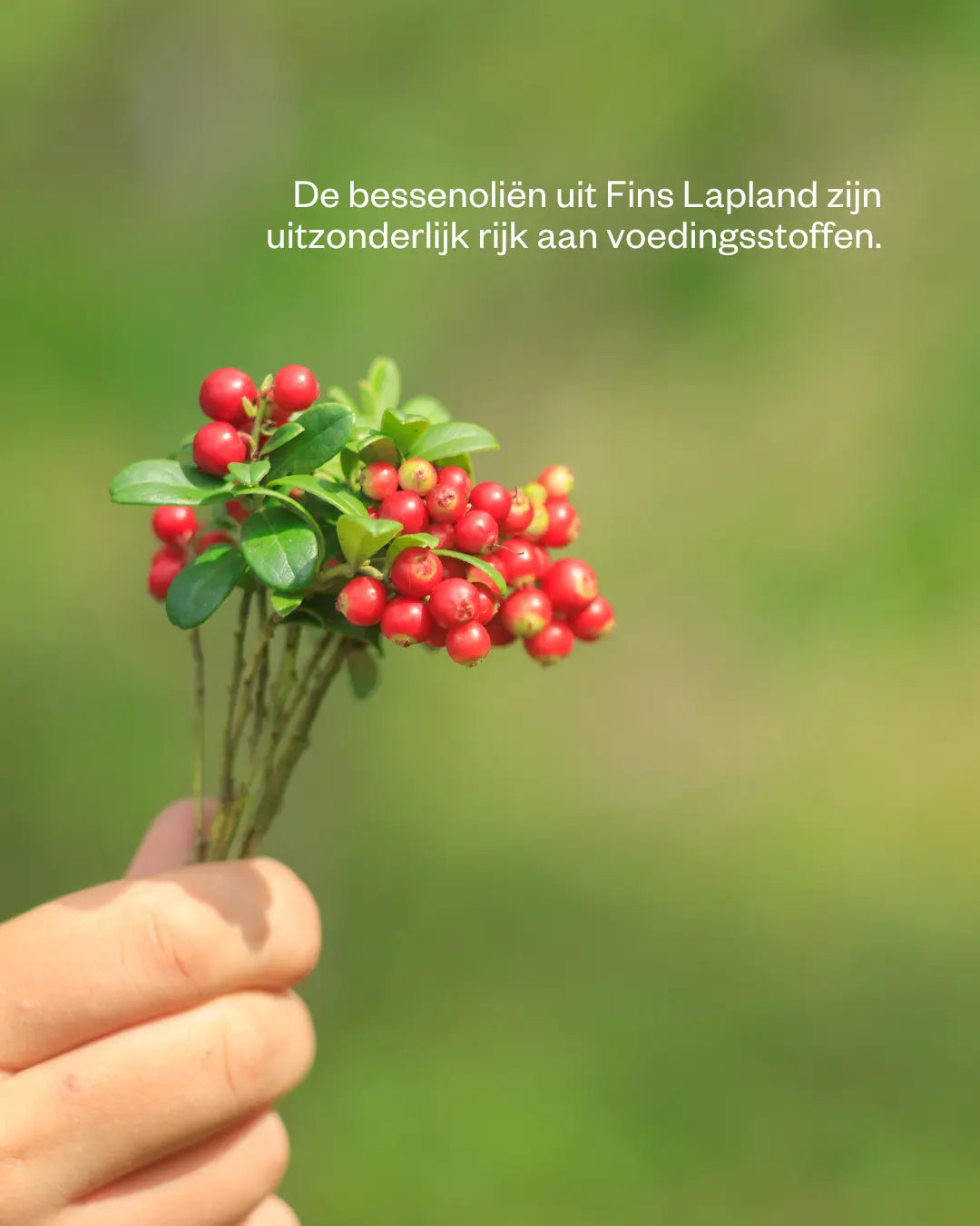 arctic beauty cream bessen