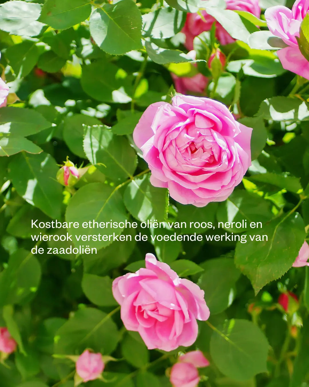 Arctic Beauty Oil - Gezichtsolie voor de droge huid