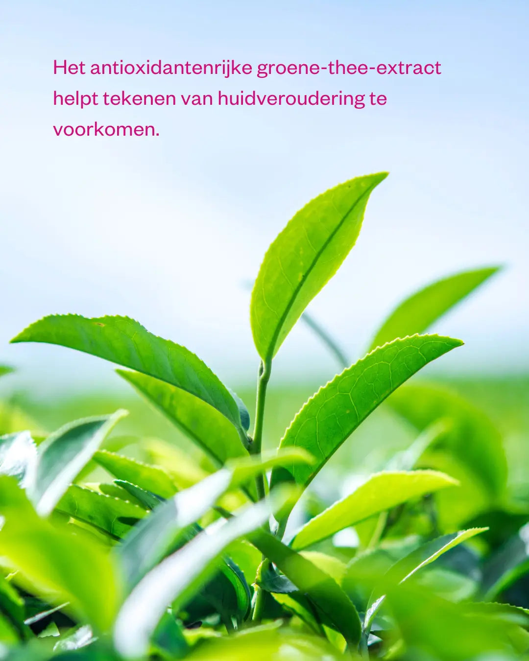 Green tea peptide ingredient