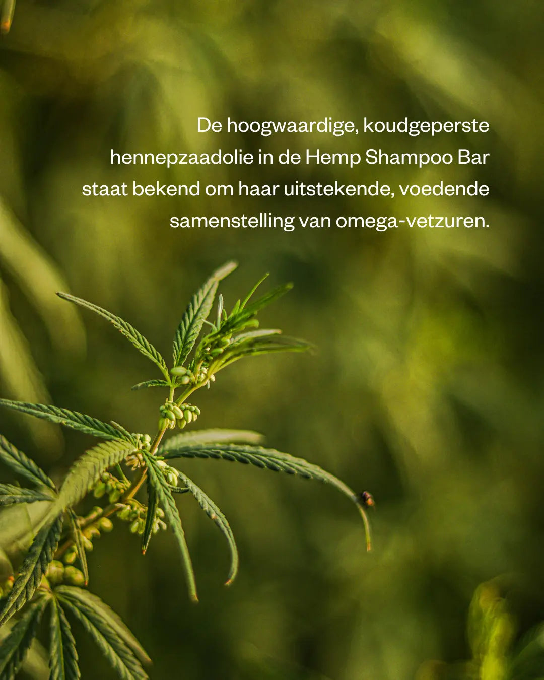hemp ingredients