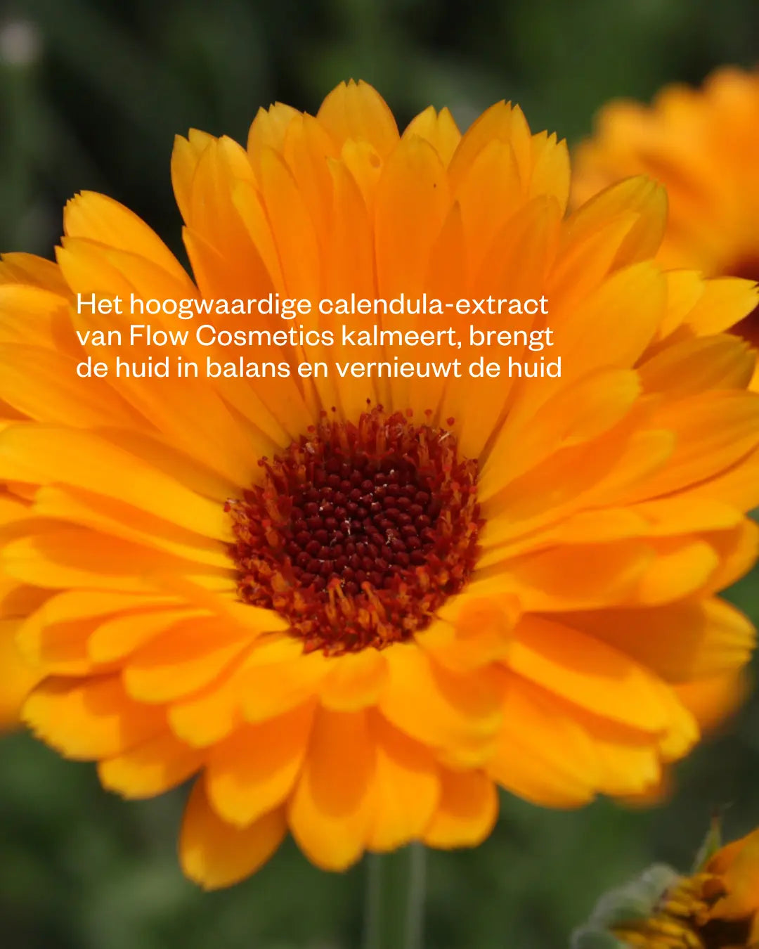 marigold butter ingredients