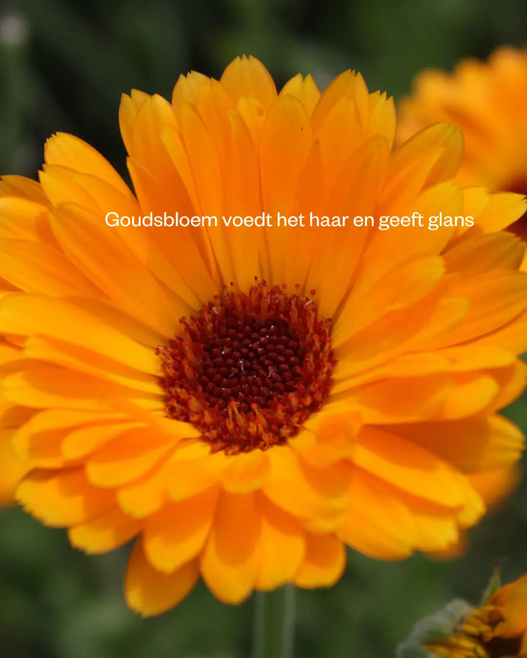 marigold ingredienten