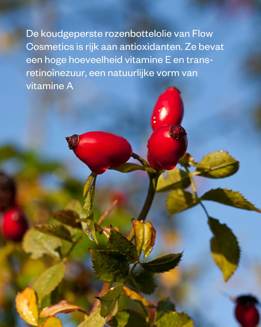 rosehip ingredient