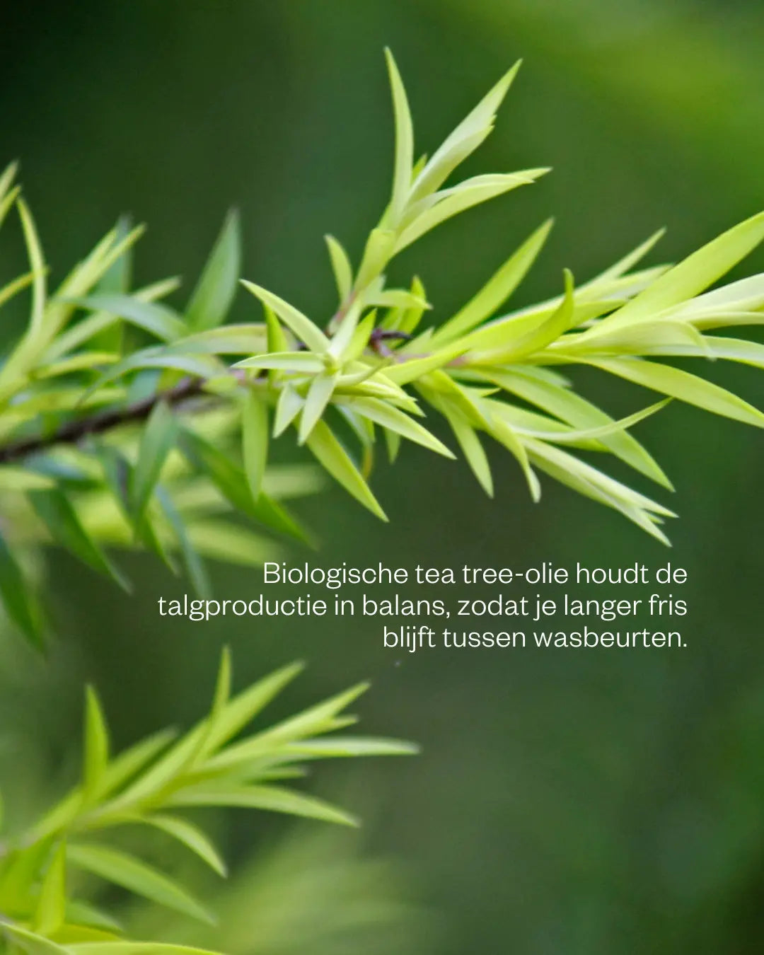 Shampoo bar Teatree - Voor olieachtig haar en hoofdhuid